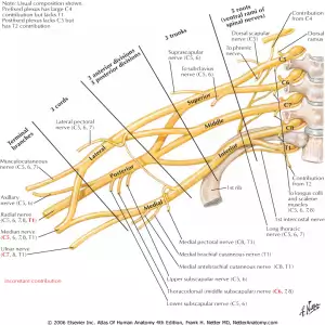 Brachial Plexus